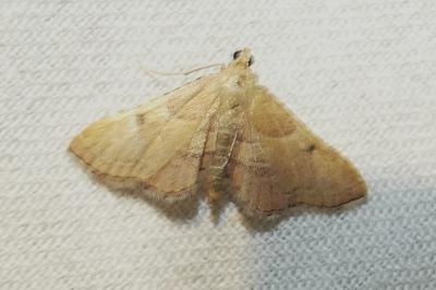Endotricha flammealis