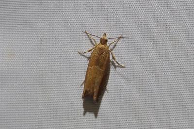 Epinotia tenerana