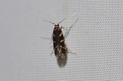 Oxypteryx wilkella
