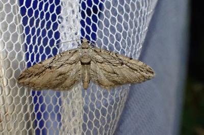 Eupithecia phoeniceata