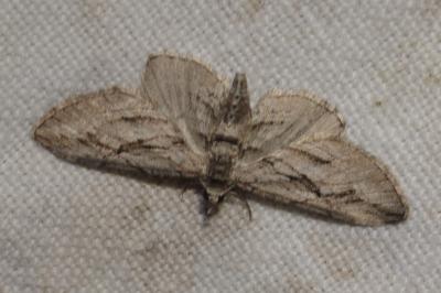 Eupithecia phoeniceata