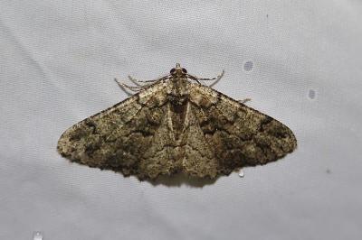 Peribatodes ilicaria