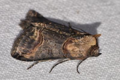 Abrostola triplasia