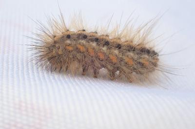 Phragmatobia fuliginosa