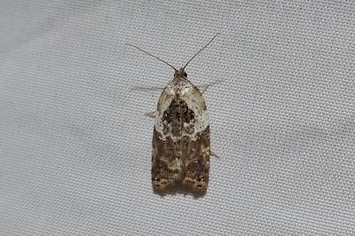 Acleris variegana