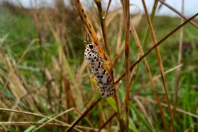 Utetheisa pulchella