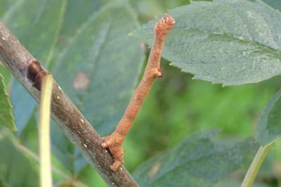 Hypomecis punctinalis