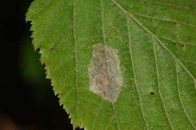 Phyllonorycter coryli