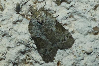 Nycteola siculana