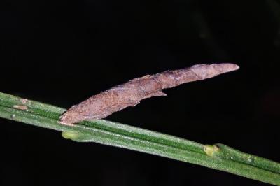 Coleophora calycotomella