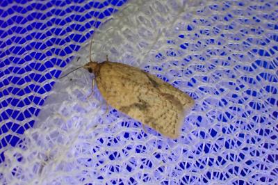Acleris ferrugana