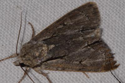 Acronicta tridens