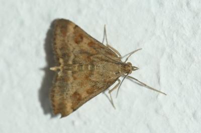 Pyrausta despicata