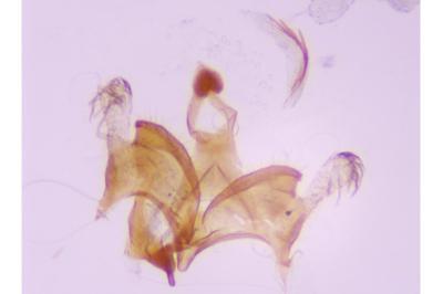 Coleophora alcyonipennella