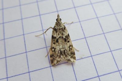 Eudonia lineola