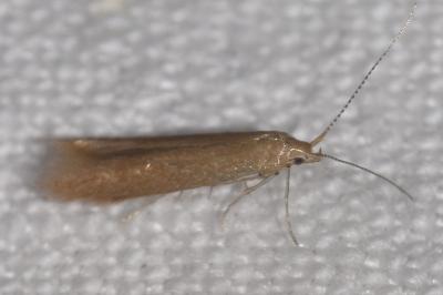 Coleophora lusciniaepennella
