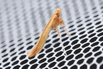 Caloptilia
