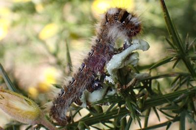 Lasiocampa quercus
