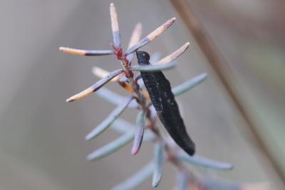 Coleophora pyrrhulipennella