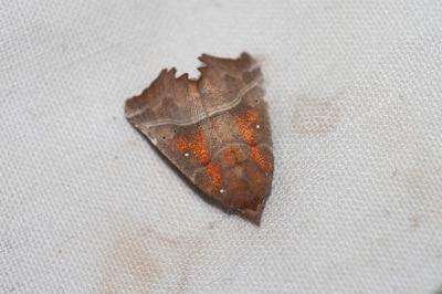 Scoliopteryx libatrix