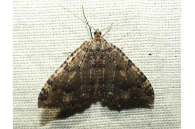 Triphosa dubitata