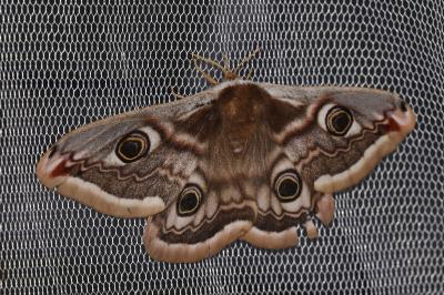Saturnia pavonia