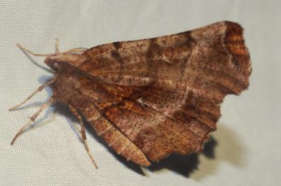 Selenia dentaria