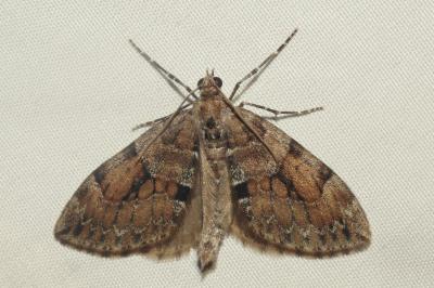 Thera obeliscata