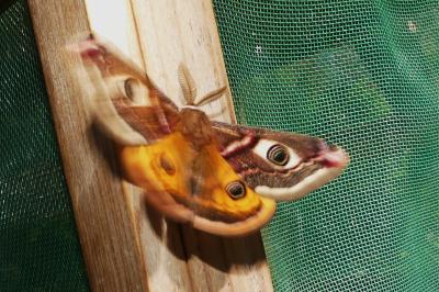 Saturnia pavonia