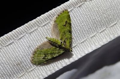 Chloroclystis v-ata