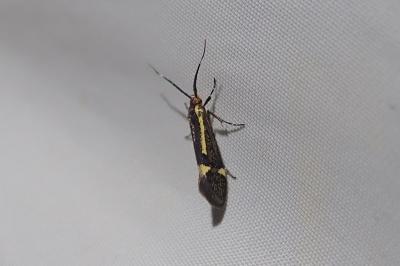 Esperia sulphurella