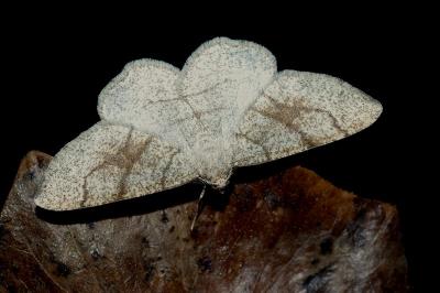 Adactylotis contaminaria