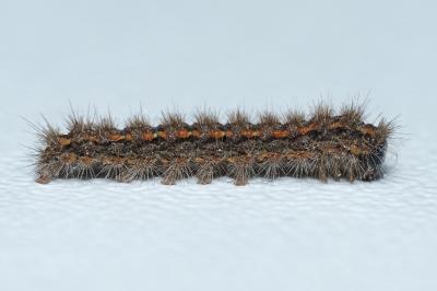 Eilema caniola