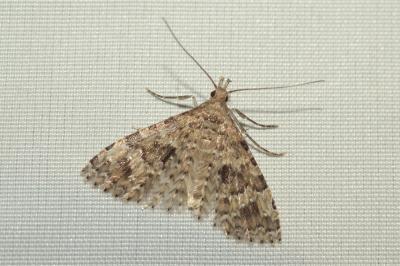 Alucita hexadactyla