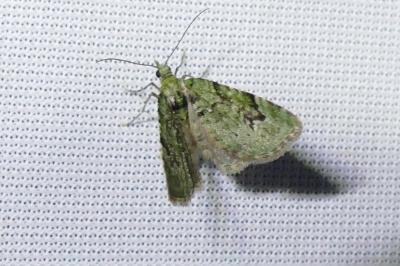 Chloroclystis v-ata