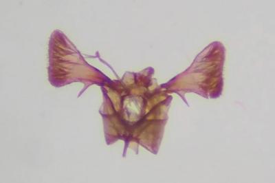 Parornix torquillella