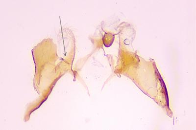 Coleophora lassella
