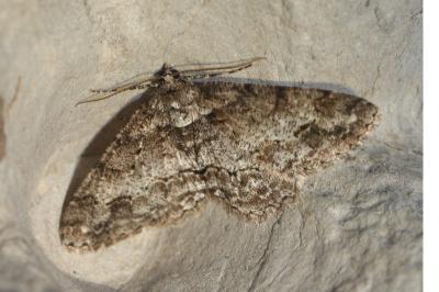 Paradarisa consonaria