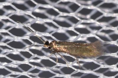 Bucculatrix nigricomella