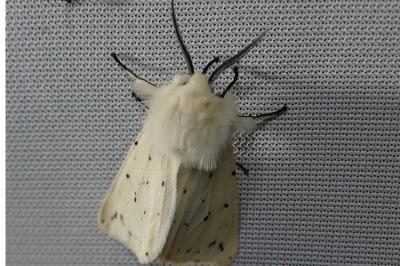 Spilosoma lubricipeda