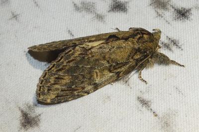 Peridea anceps