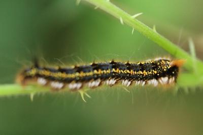 Euthrix potatoria