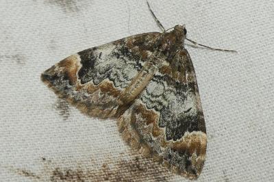 Dysstroma truncata