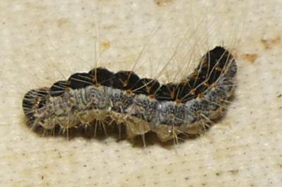 Thaumetopoea processionea