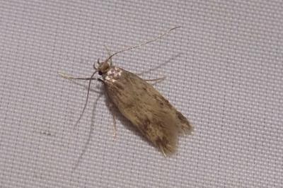 Borkhausenia nefrax