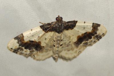 Ligdia adustata