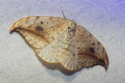 Drepana falcataria