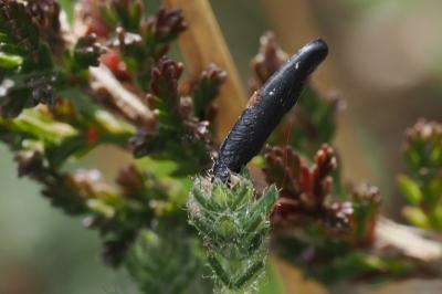 Coleophora pyrrhulipennella