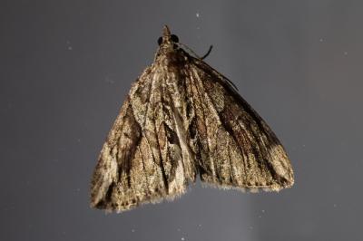 Thera cupressata