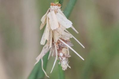 Canephora hirsuta